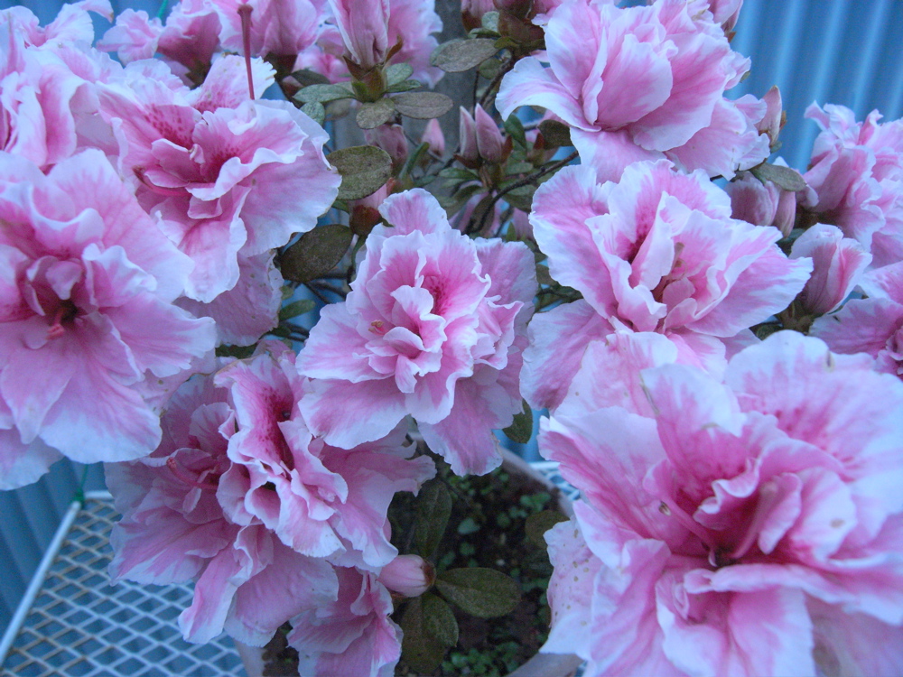 �O�T���O�Q��