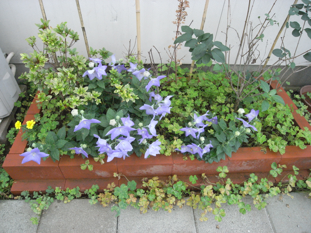 �O�V���O�Q��