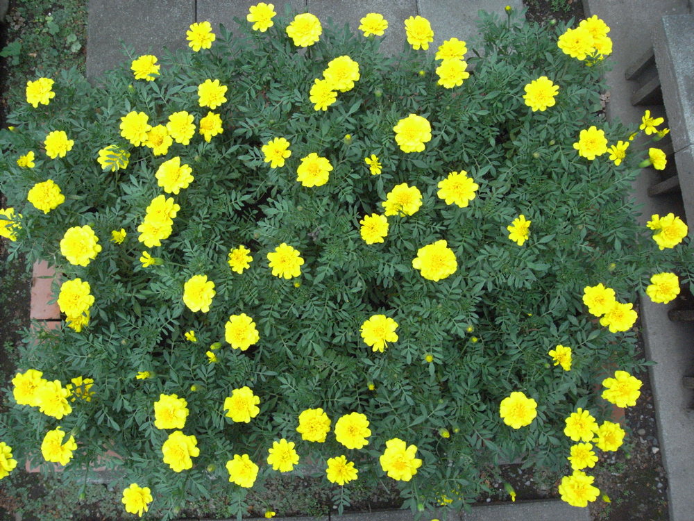 �O�V���R�P��