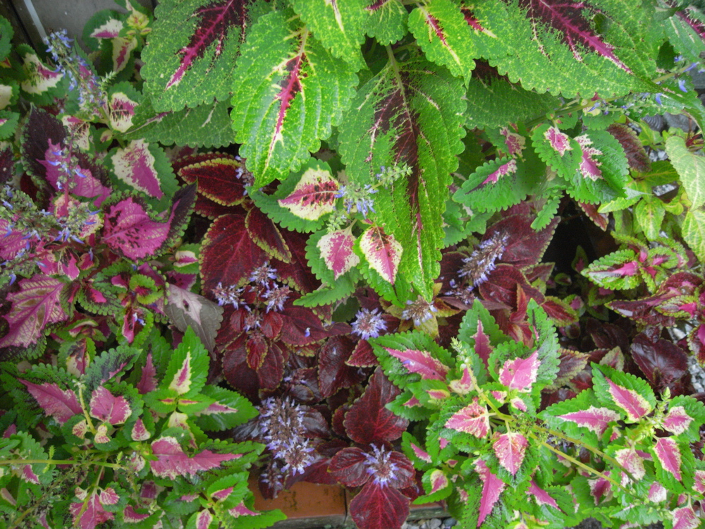 �O�X���Q�R��