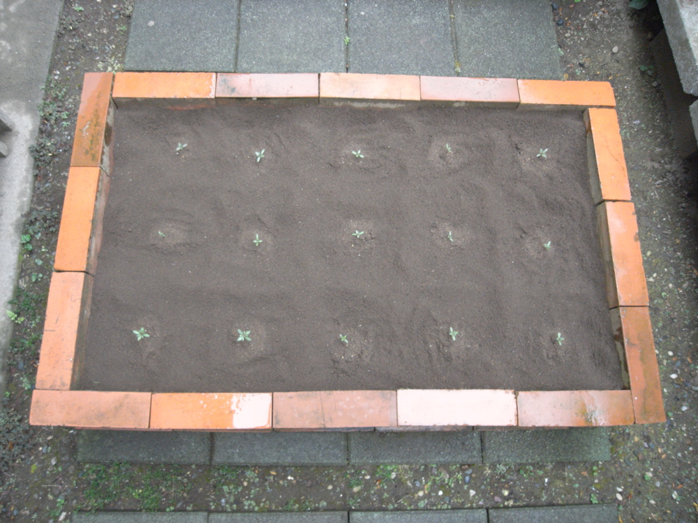 �T���O�V��