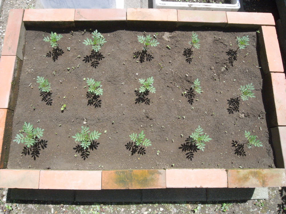 �U���O�P��