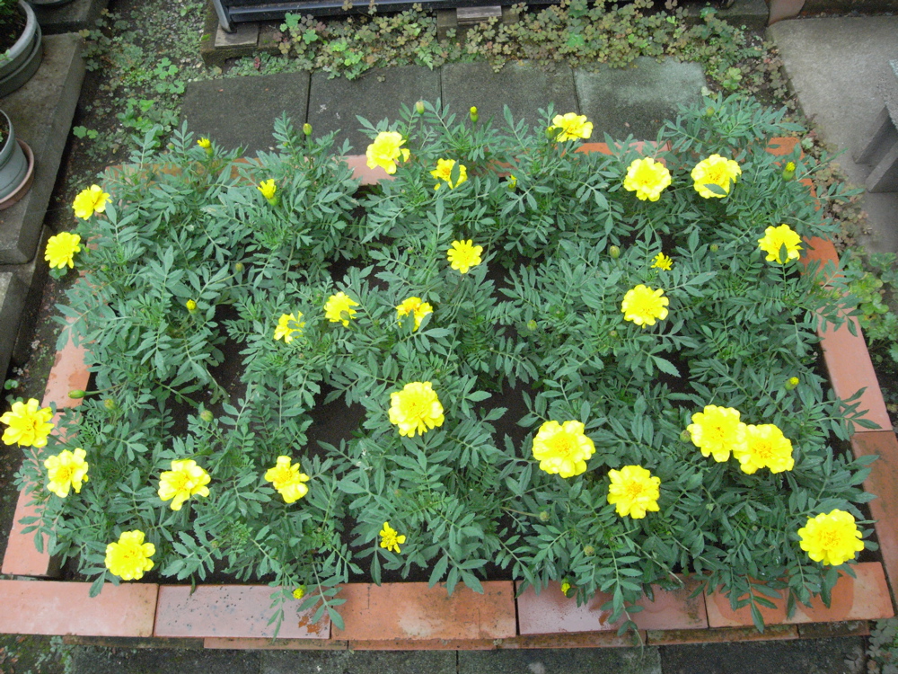 �V���O�S��