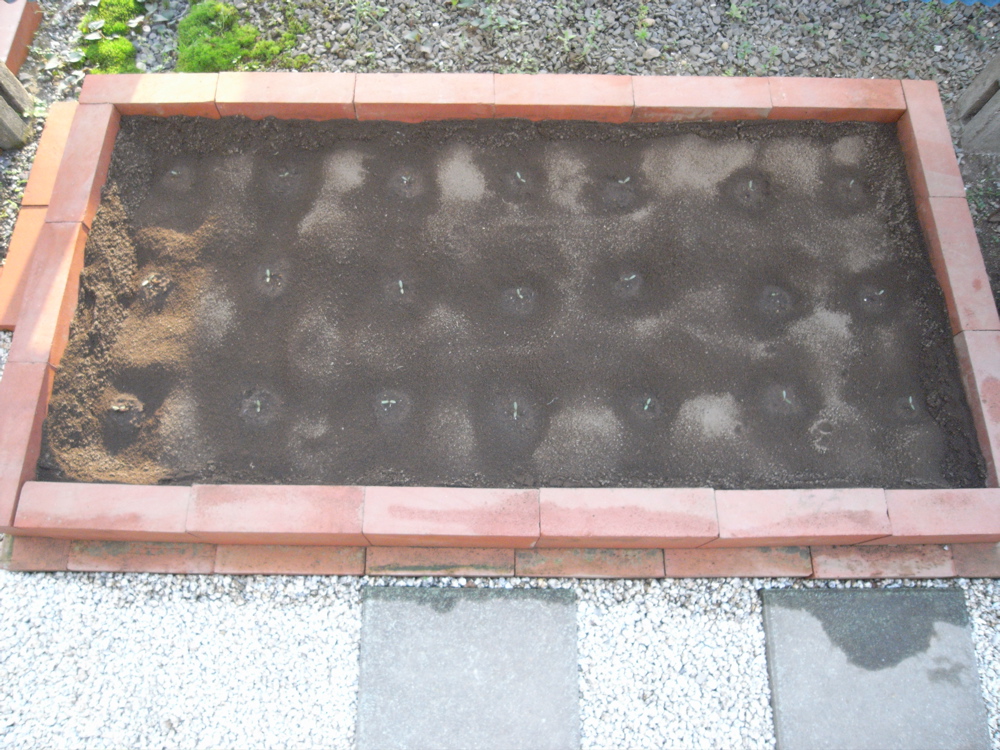 �T���O�T��