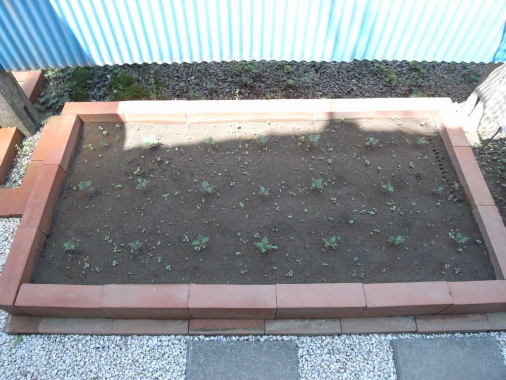 �U���O�R��