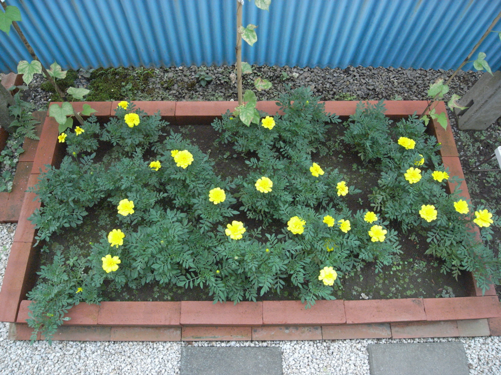 �V���R�P��