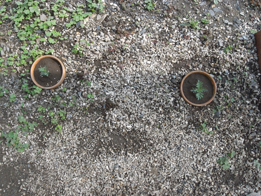 �T���Q�T��