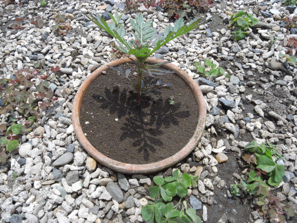 �U���O�V��