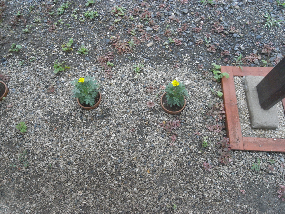 �U���P�X��