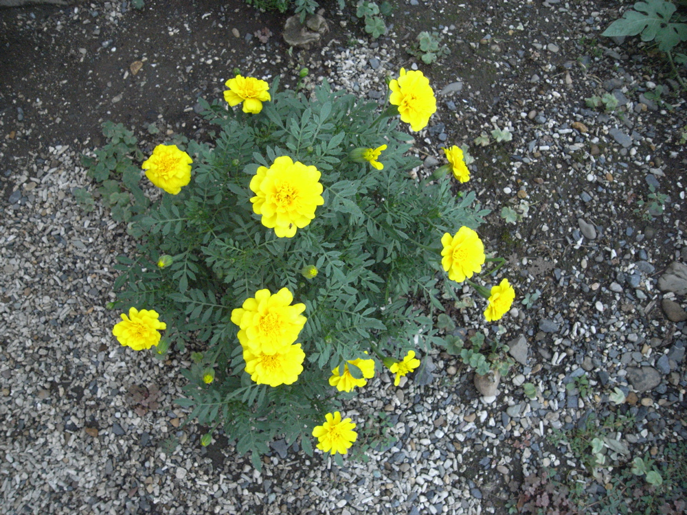 �V���R�P��