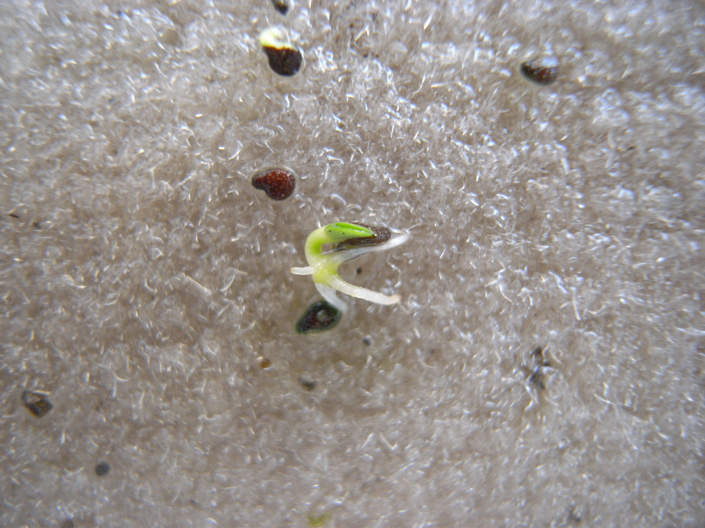 �T���O�T��