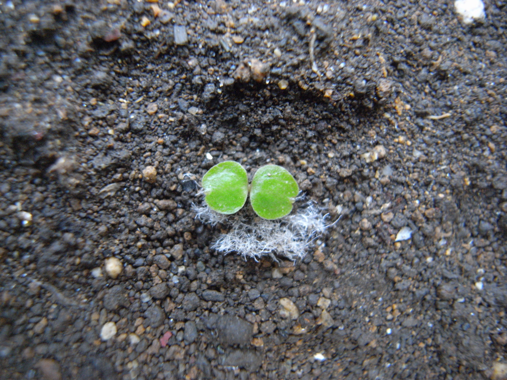 �T���O�W��