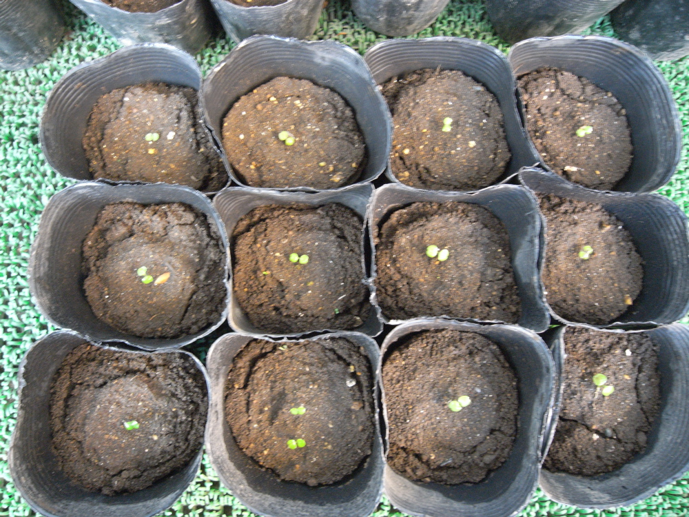 �T���P�Q��