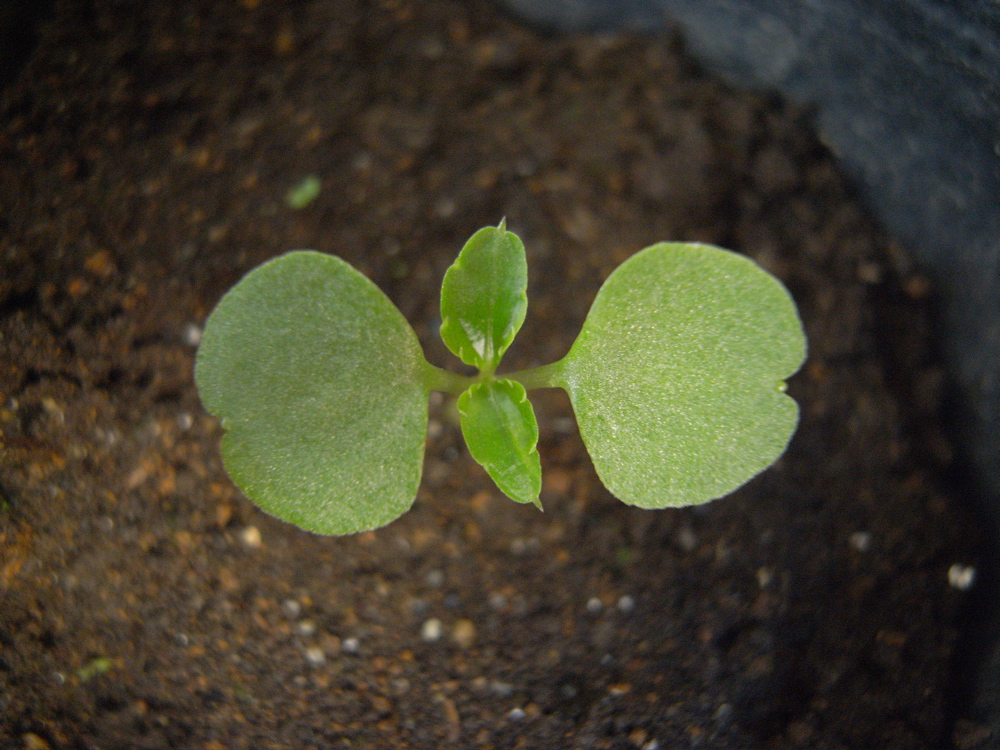 �T���Q�P��