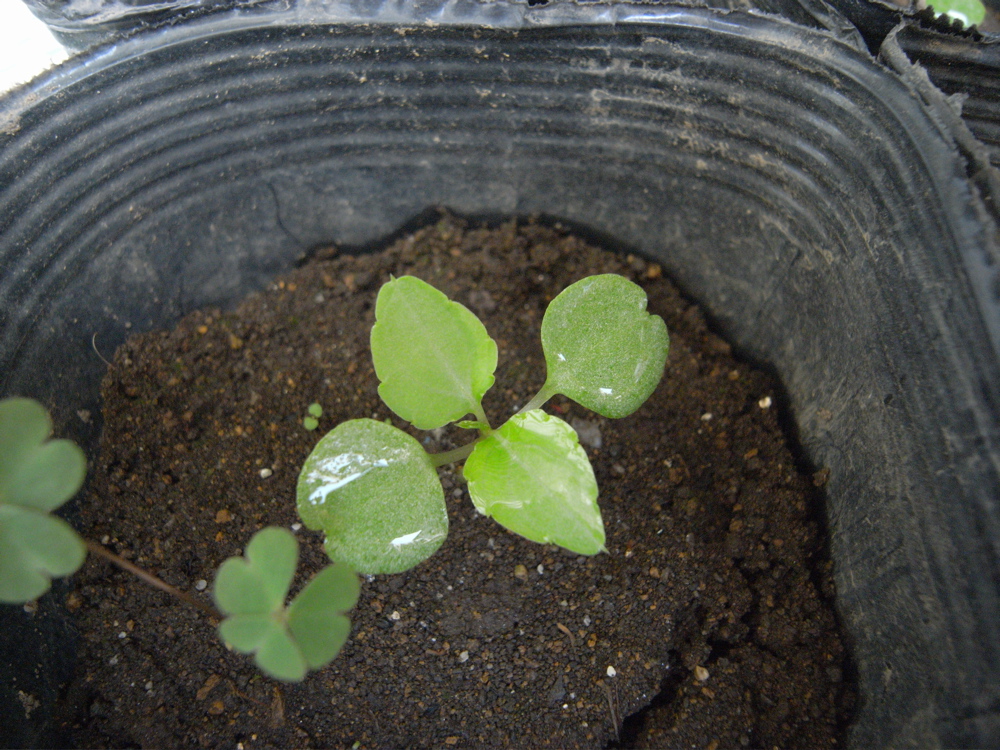 �T���Q�T��