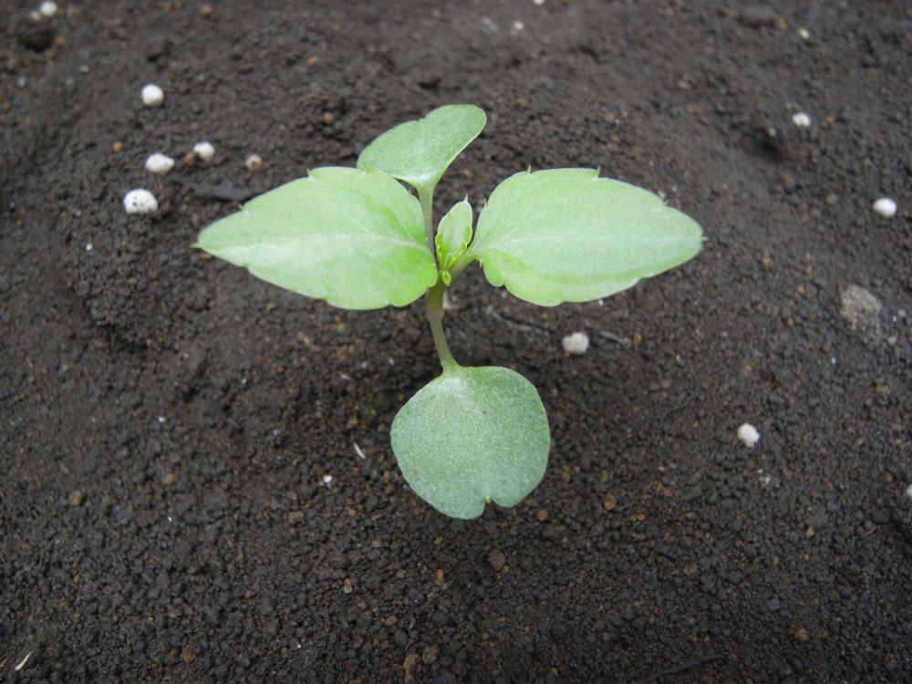 �T���Q�W��