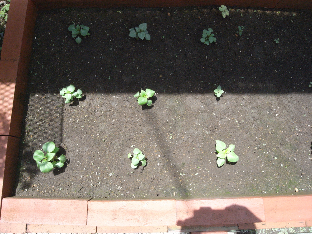 �U���P�T��