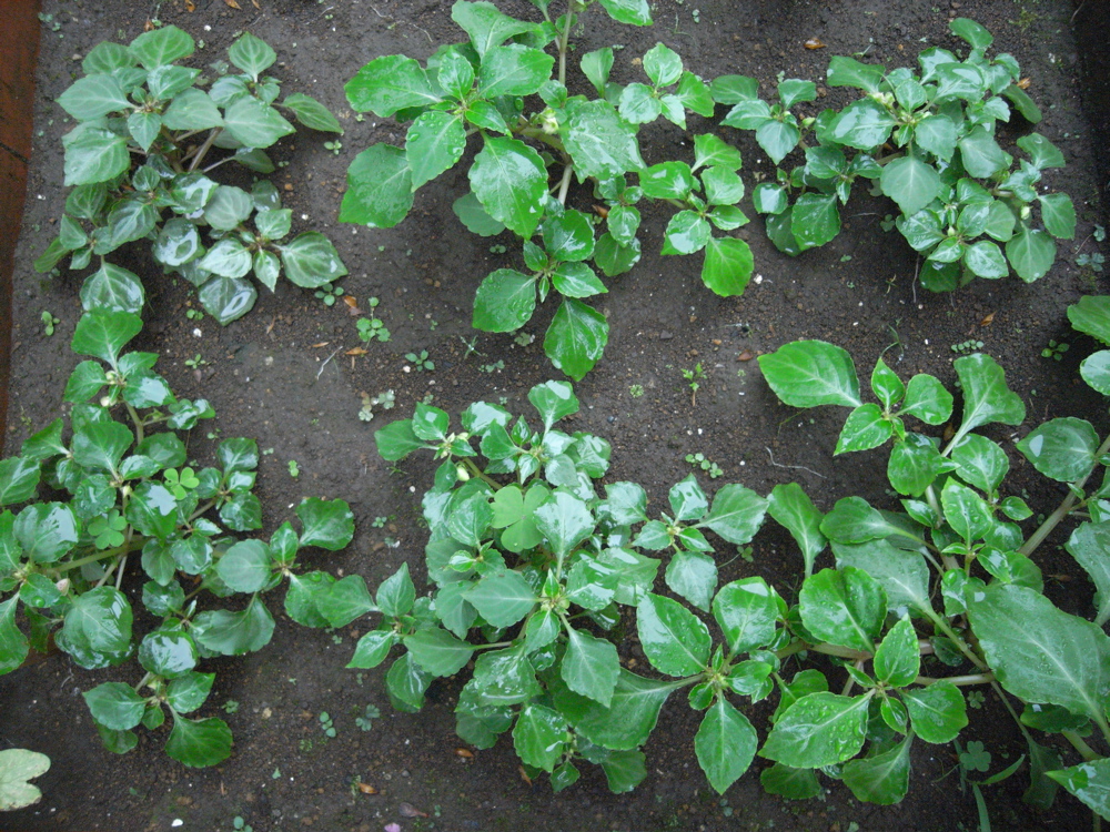 �U���R�O��