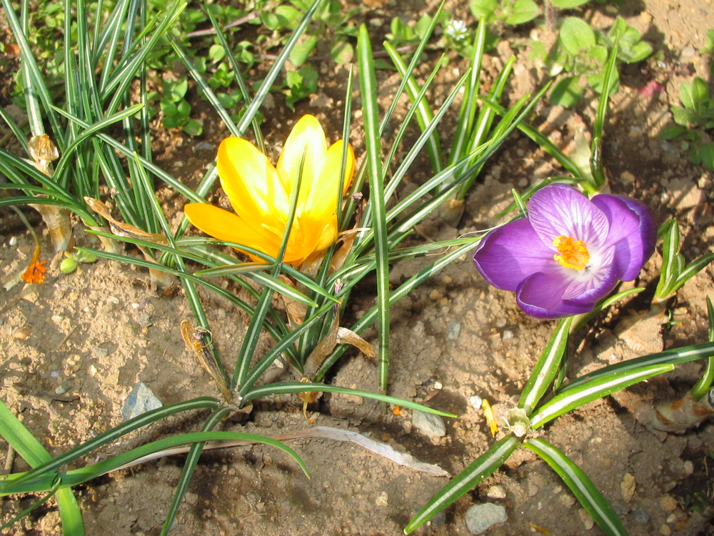 �N���b�J�X