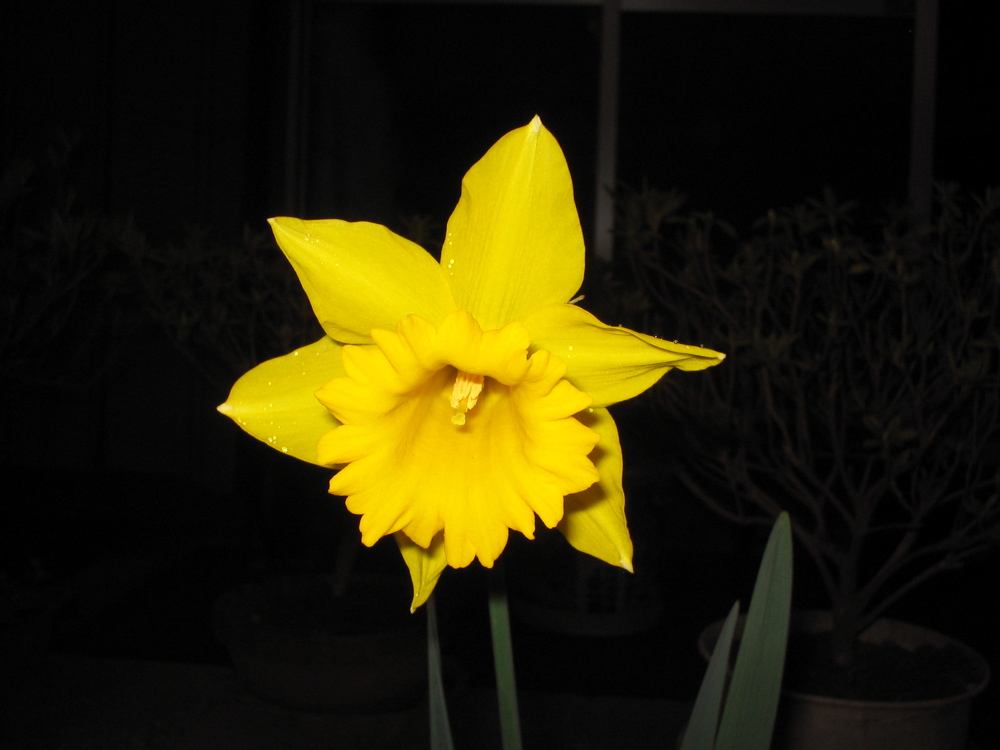 ���b�p�Y�C�Z��