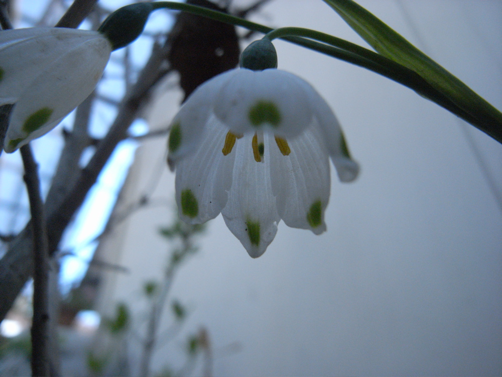 �X�m�[�t���[�N