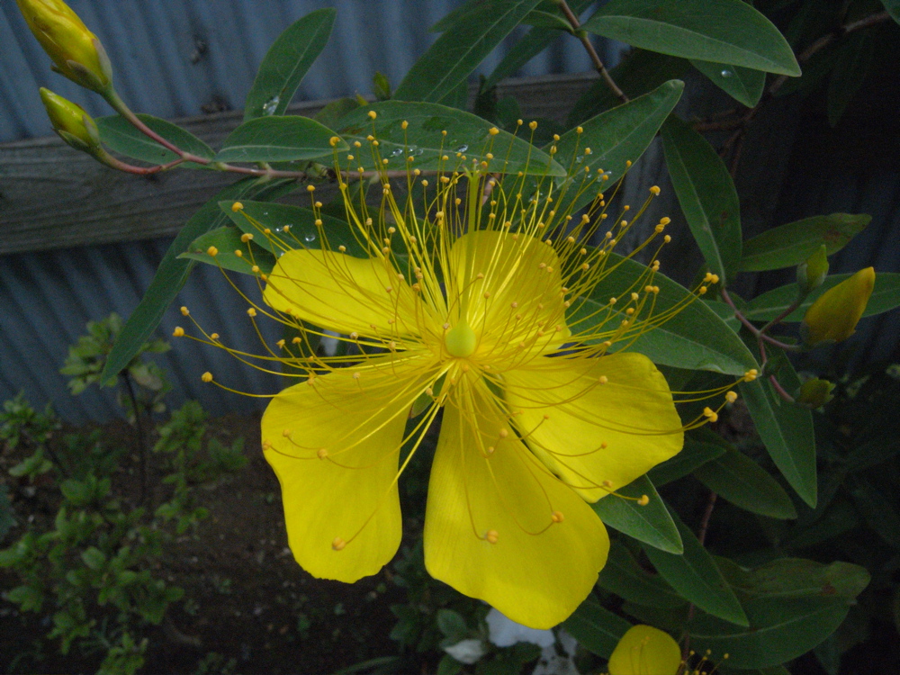 �I�g�M���\�E