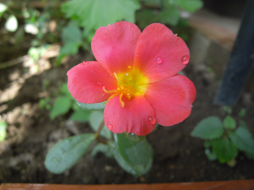 �|�[�`�����J