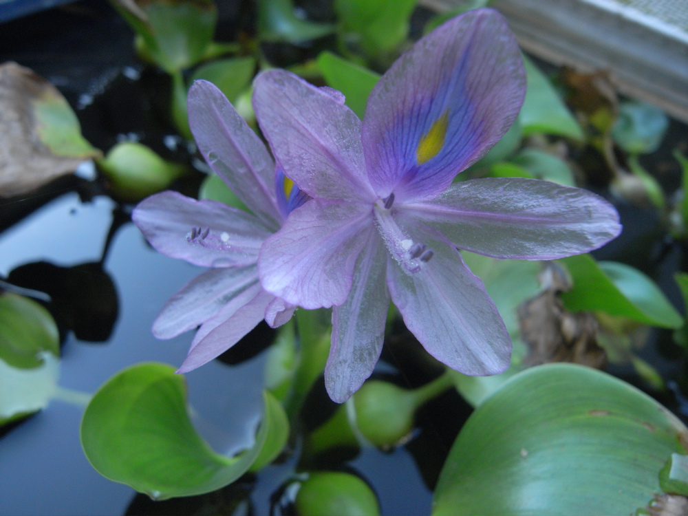 �z�e�C�A�I�C