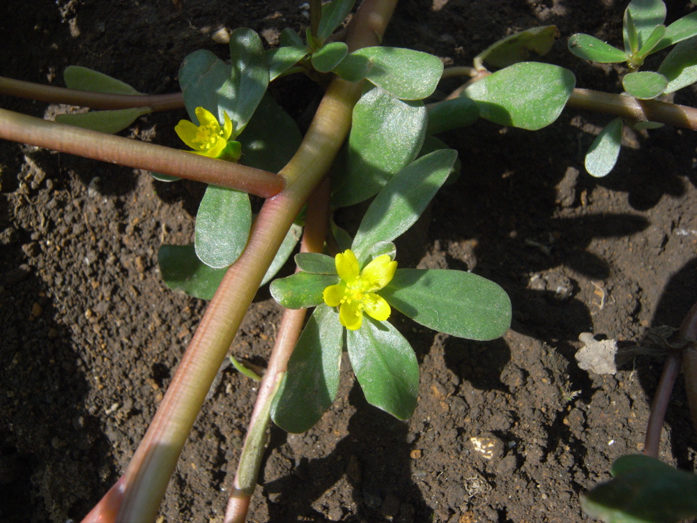 �n�i�X�x���q��