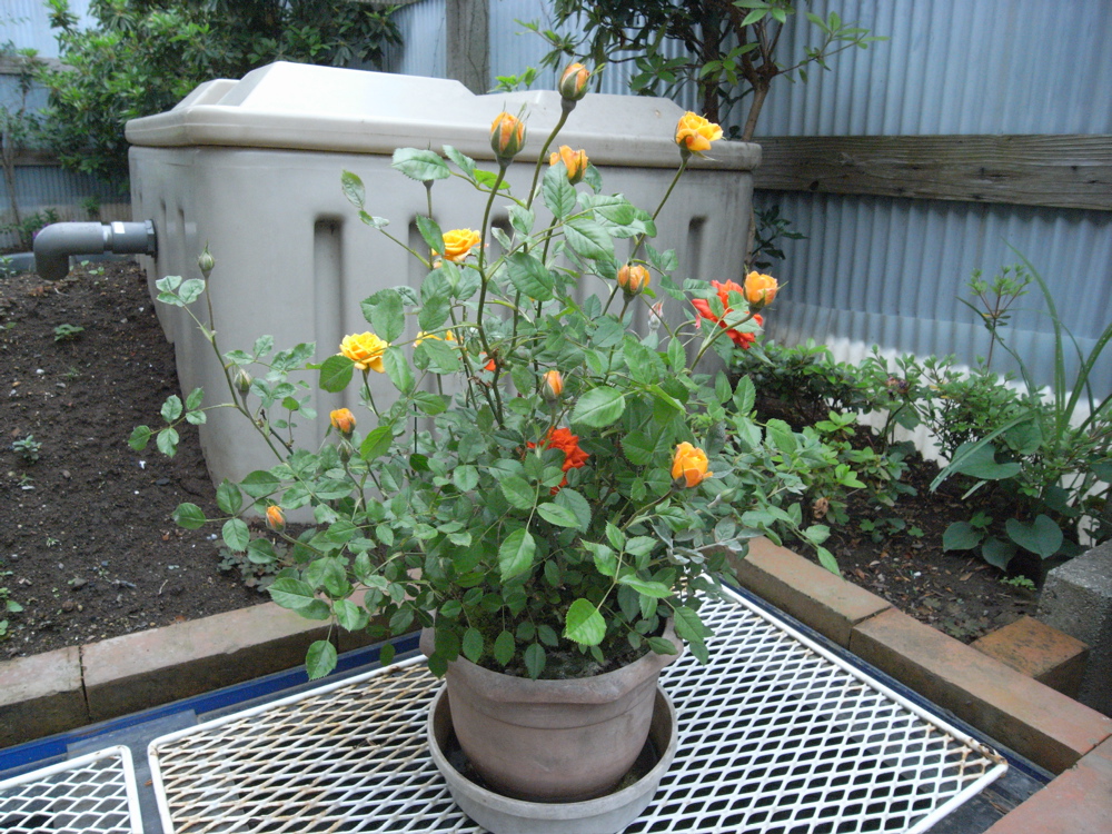 �T���Q�R��