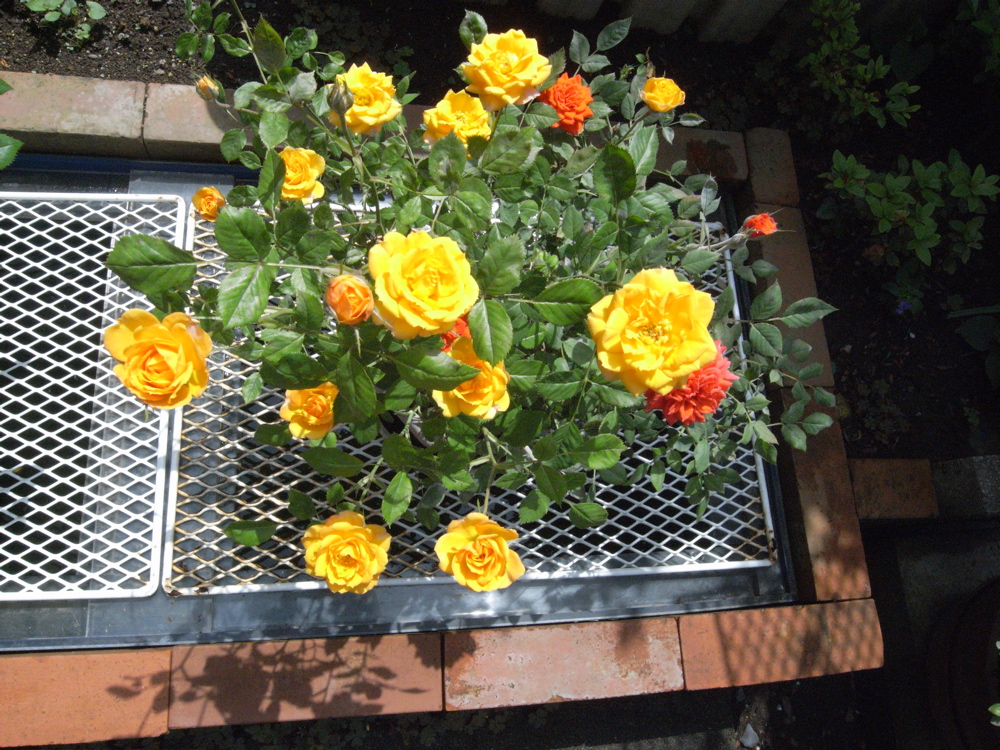 �T���Q�T��