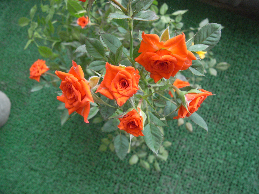 �V���O�P��