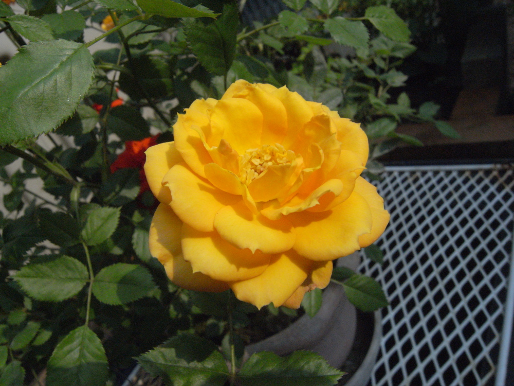 �T���Q�T��