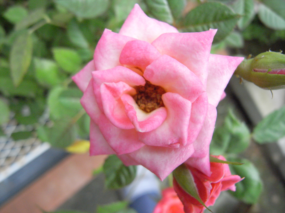 �V���O�S��