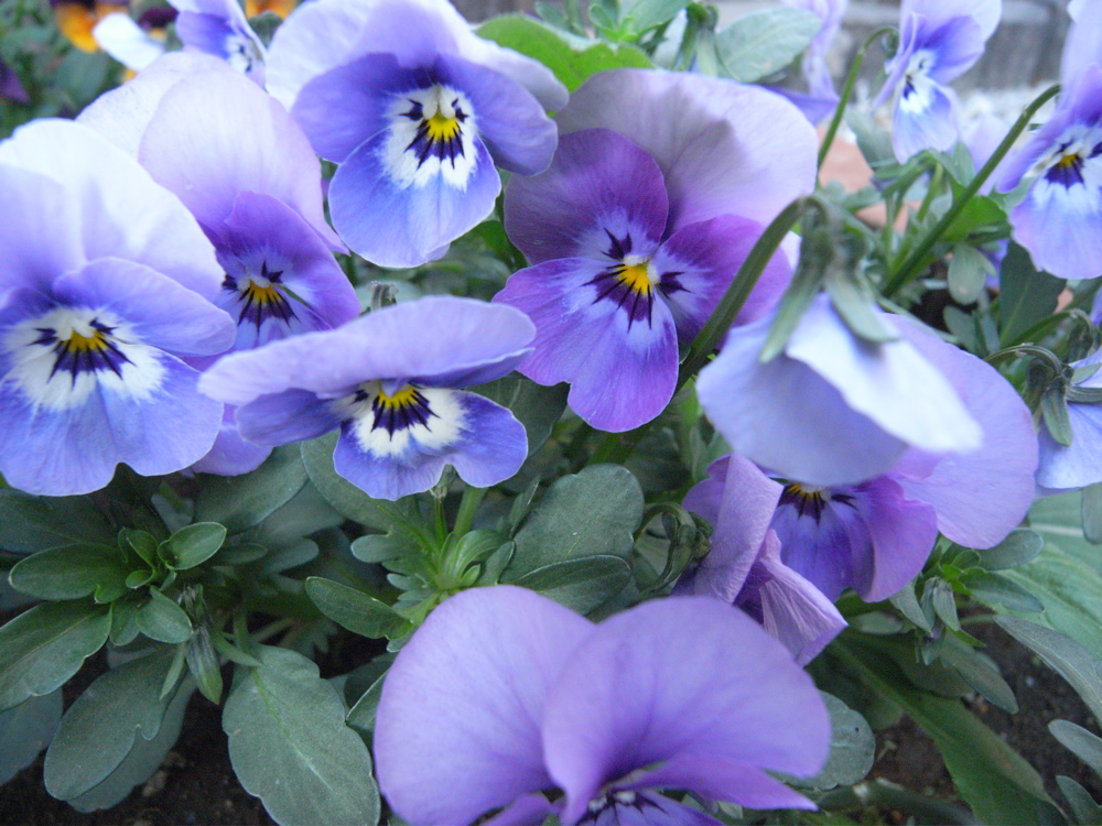 �S���Q�S��