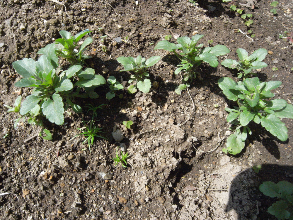 �S���Q�U��