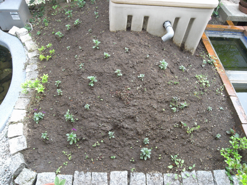 �T���O�S��