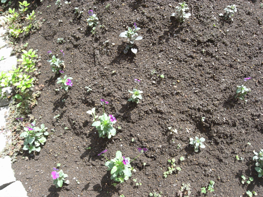 �T���P�Q��