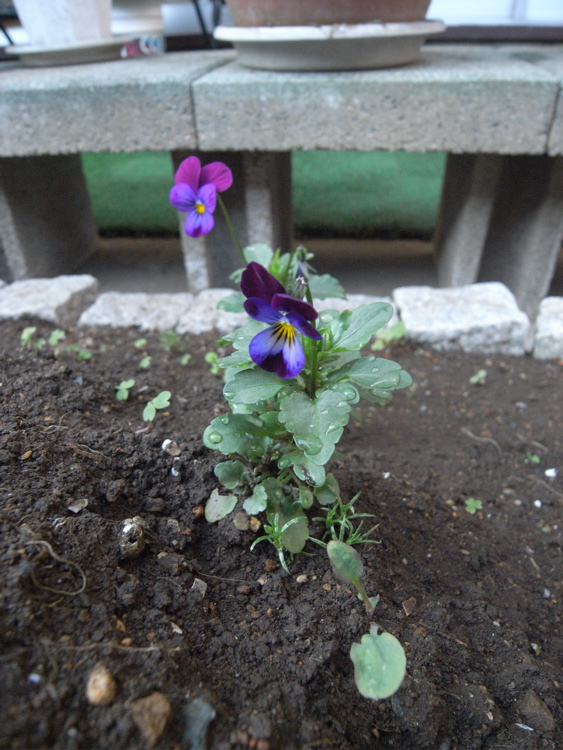 �T���P�R��