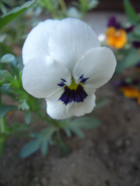 �T���P�R��