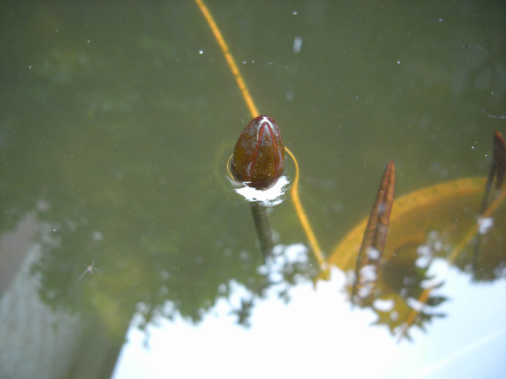 ���@�i�ԉ�Q�j