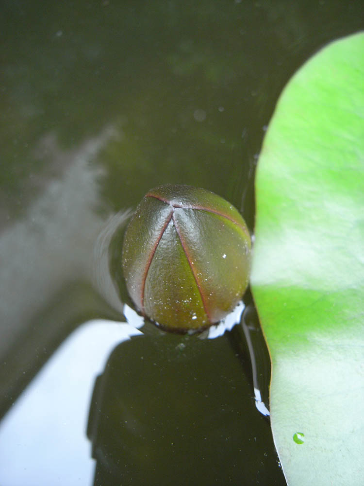 ���@�i�ԉ�R�j