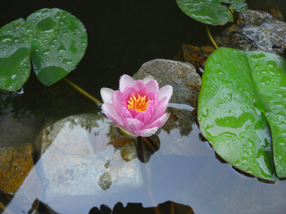 ���@�i�J�ԂS�j