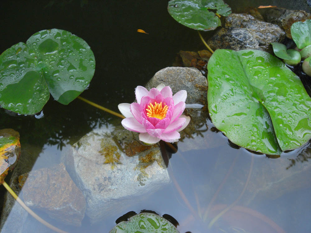 ���@�i�J�ԂT�j