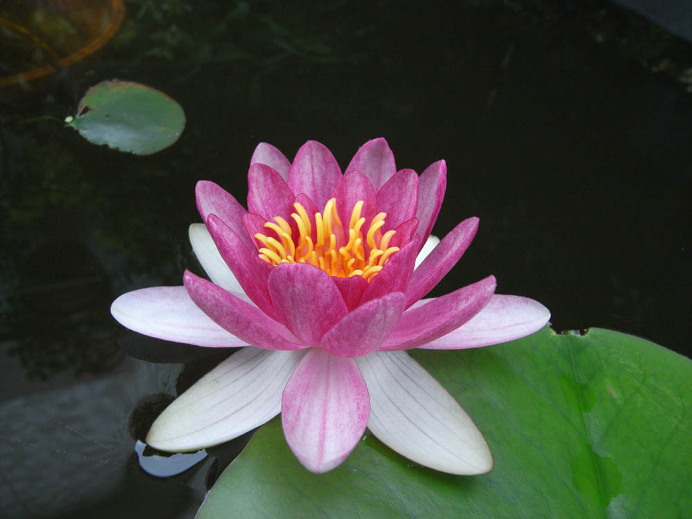 ���@�i�J�ԂV�j