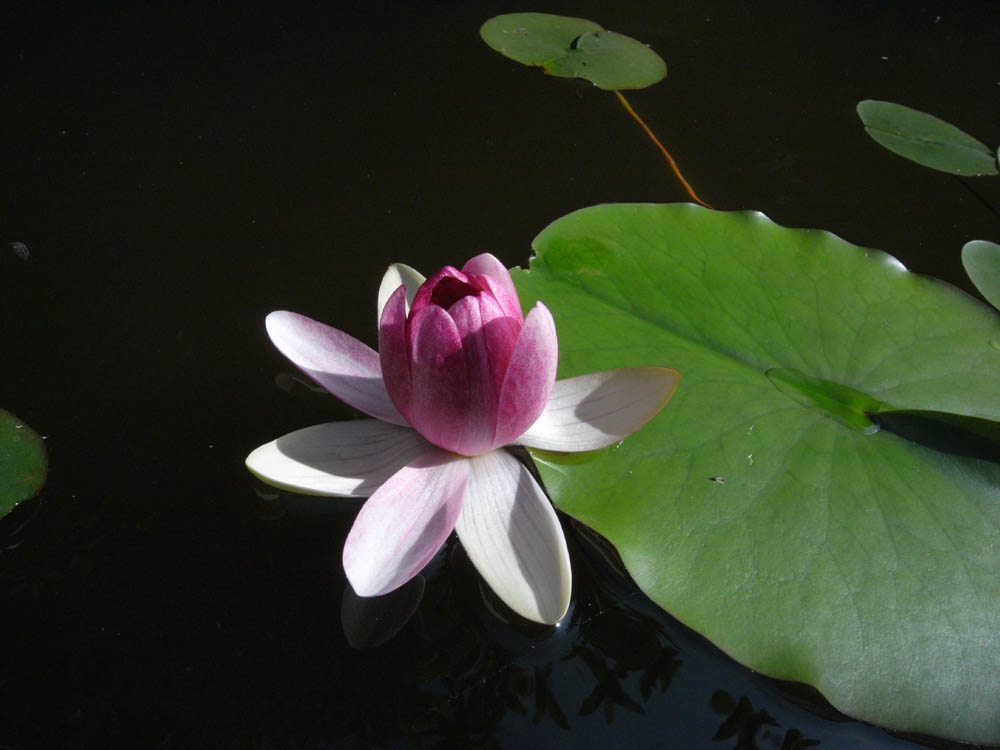 ���@�i�����P�j