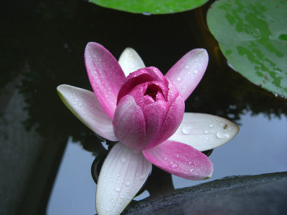 ���@�i�����Q�j