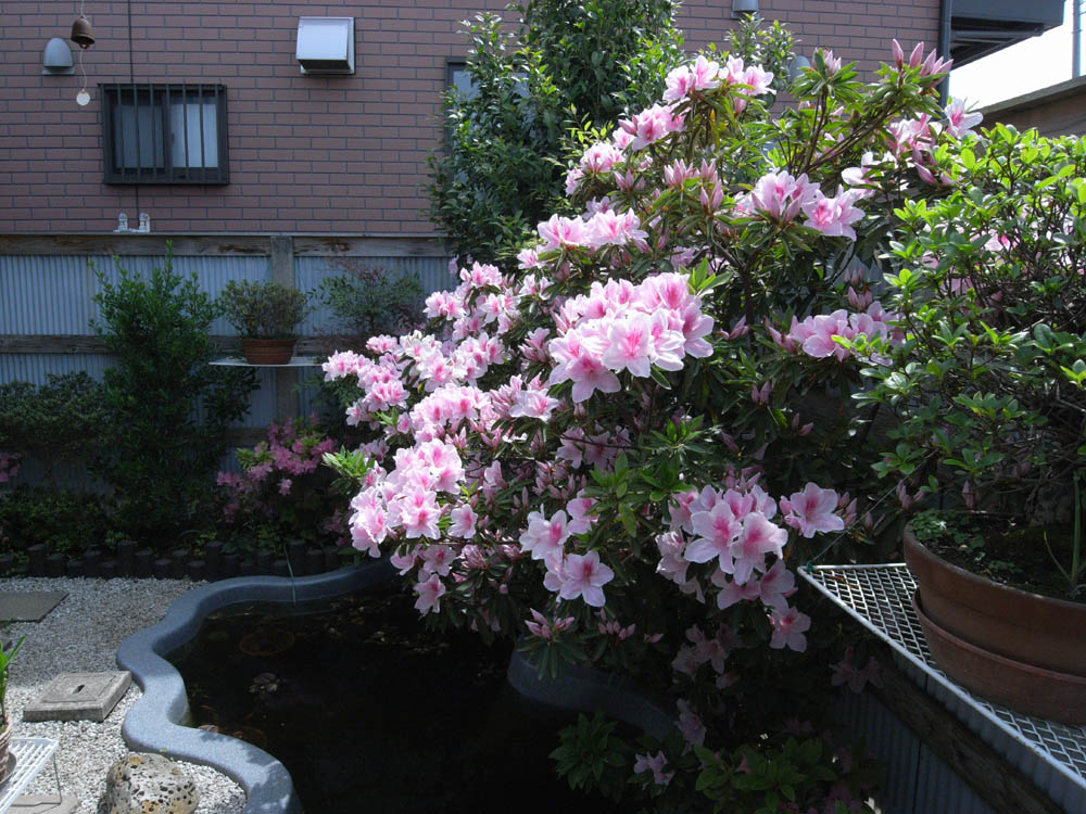 ���J���̂R