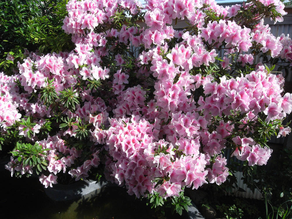 ���J���̂S