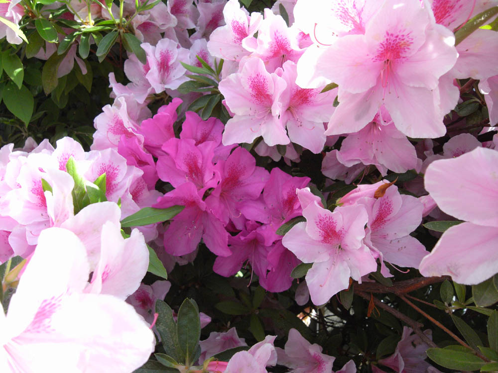 ���J���̂P